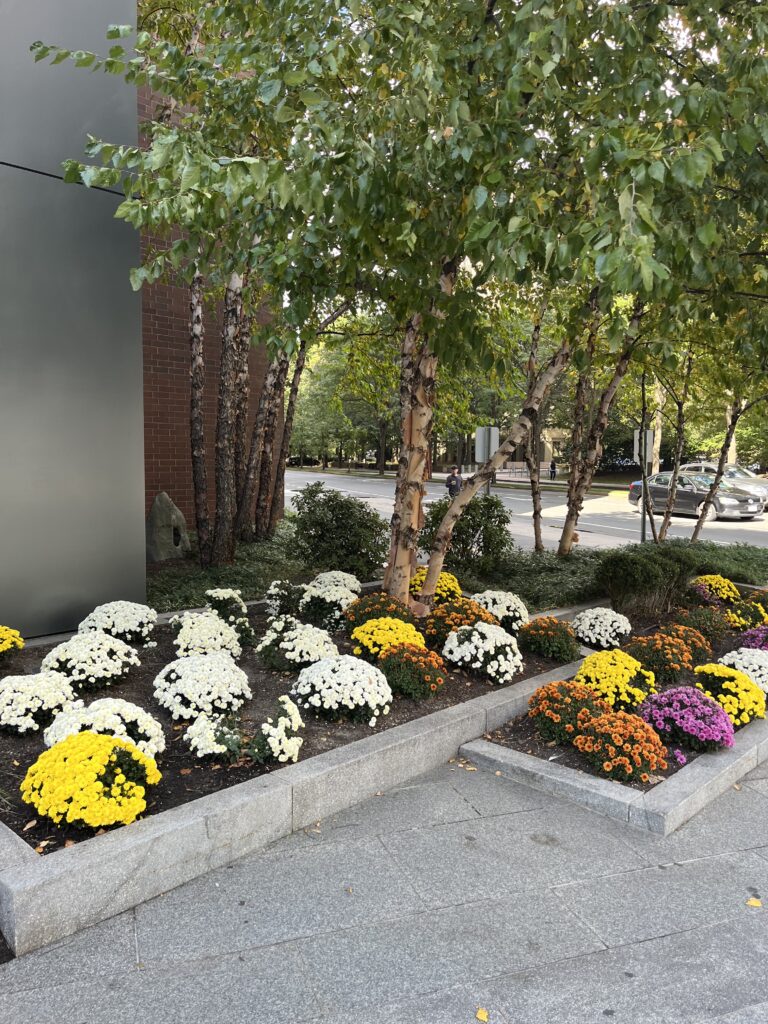 Professional Landscaping for Commercial Businesses